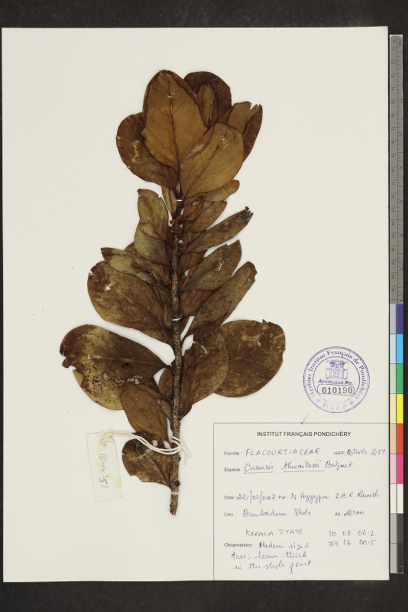 Casearia thwaitesii photo 3