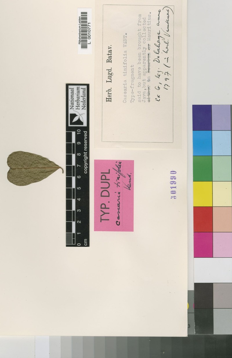 Casearia tinifolia photo 2