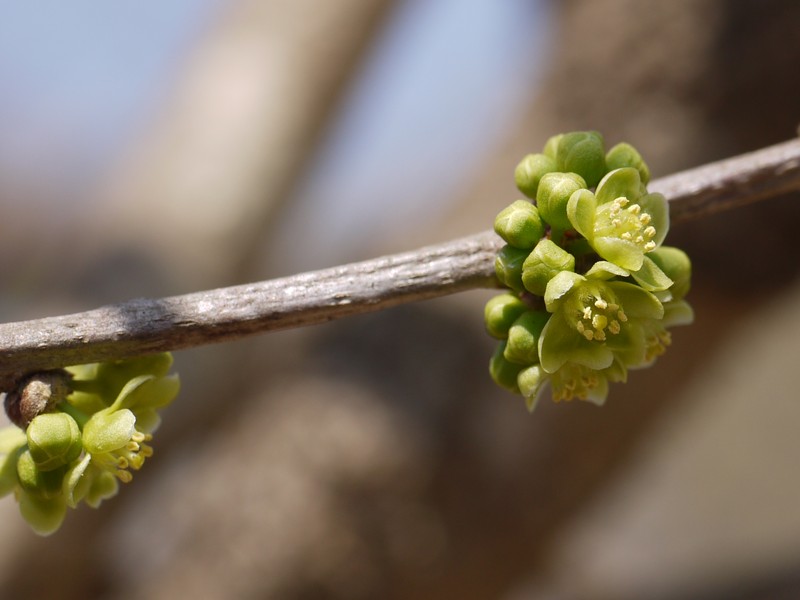 Casearia tomentosa