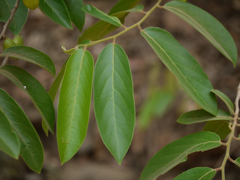 Casearia tomentosa photo 2