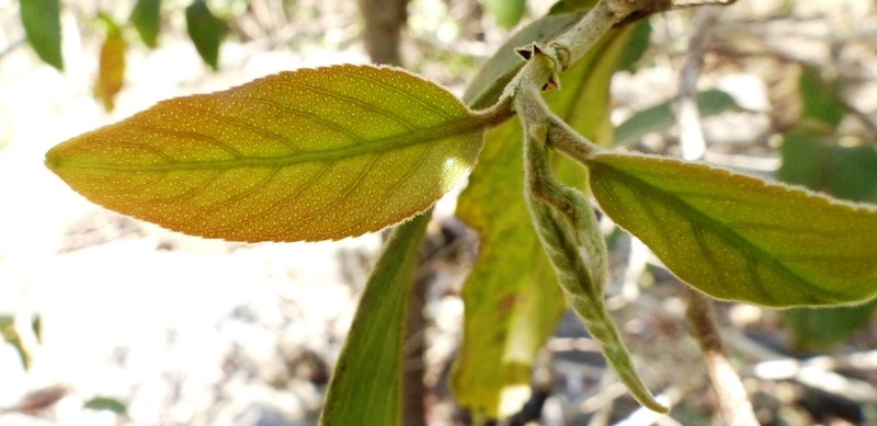 Casearia tomentosa photo 3