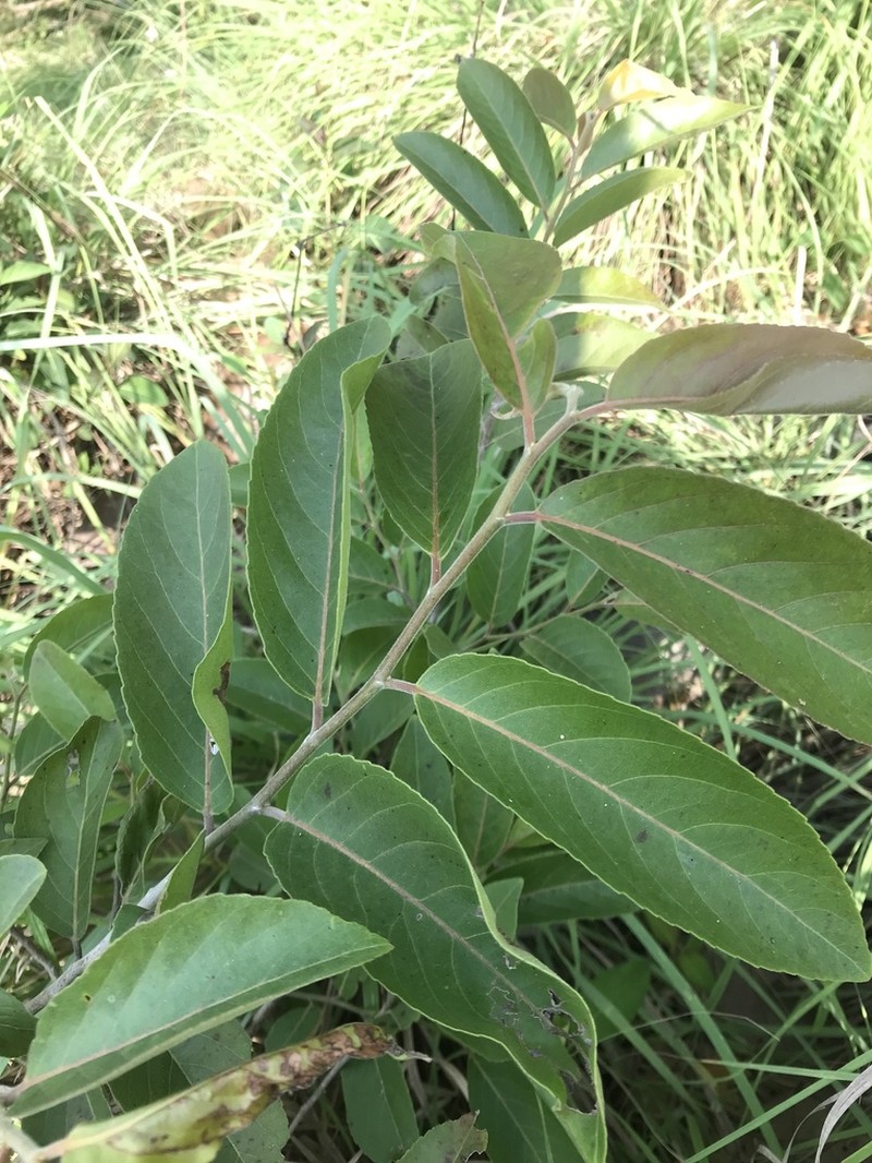 Casearia tomentosa photo 5