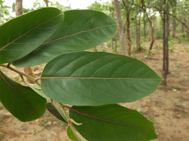 Casearia tomentosa photo 6