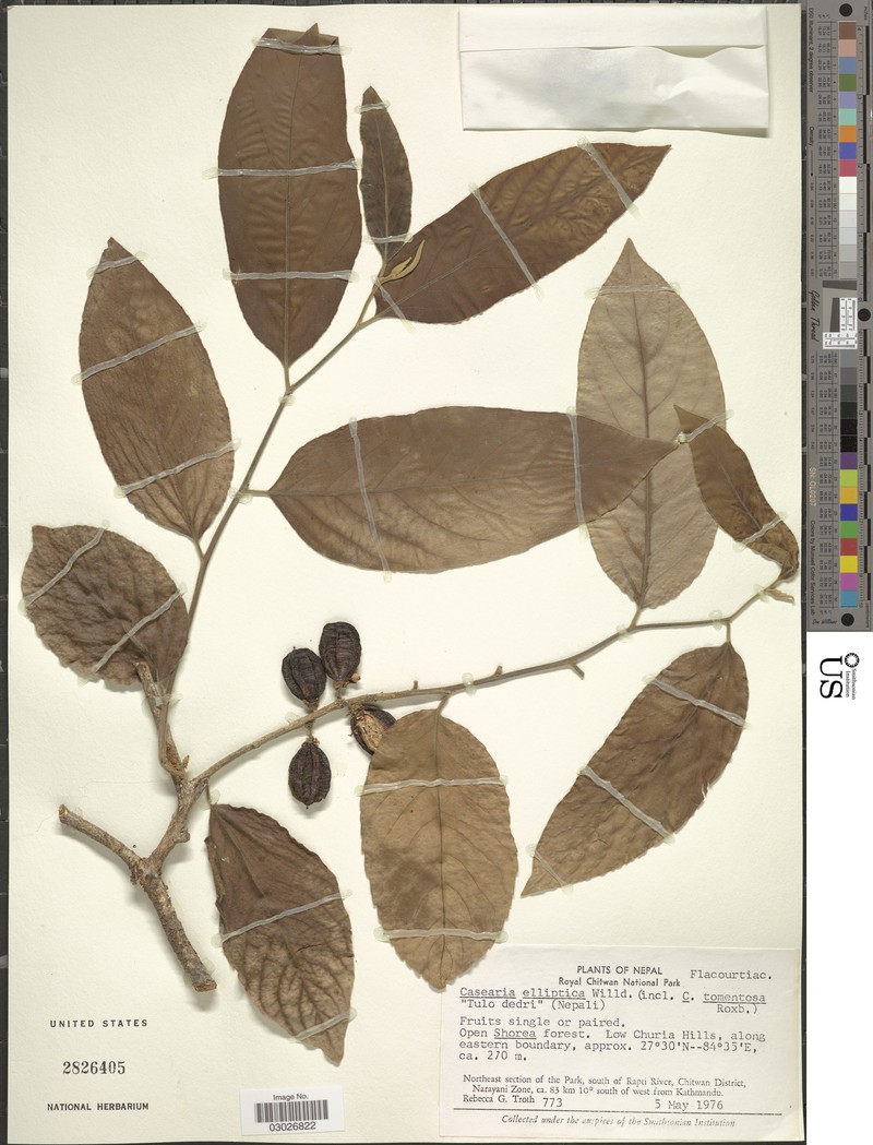 Casearia tomentosa subsp. tomentosa