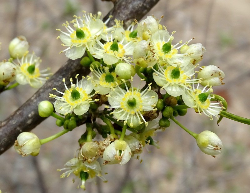 Casearia tremula