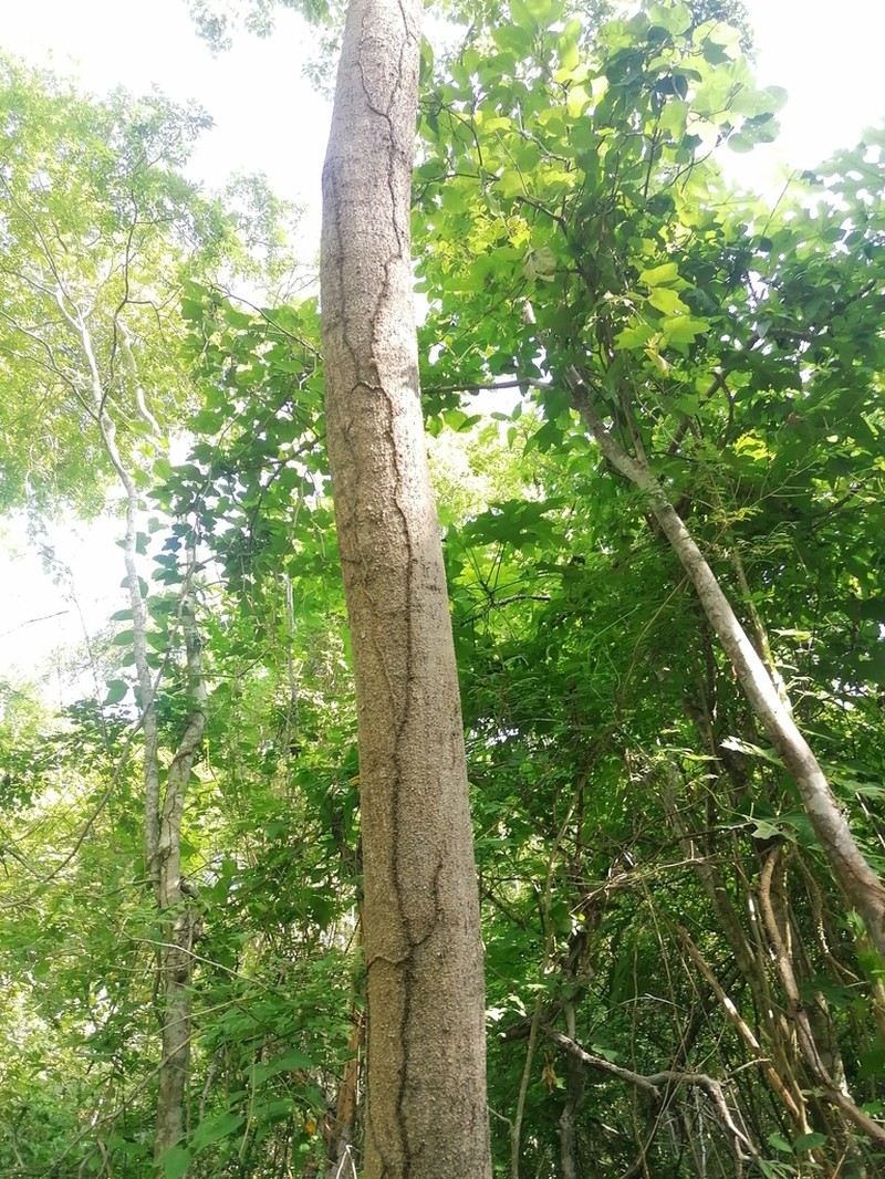 Casearia tremula photo 2