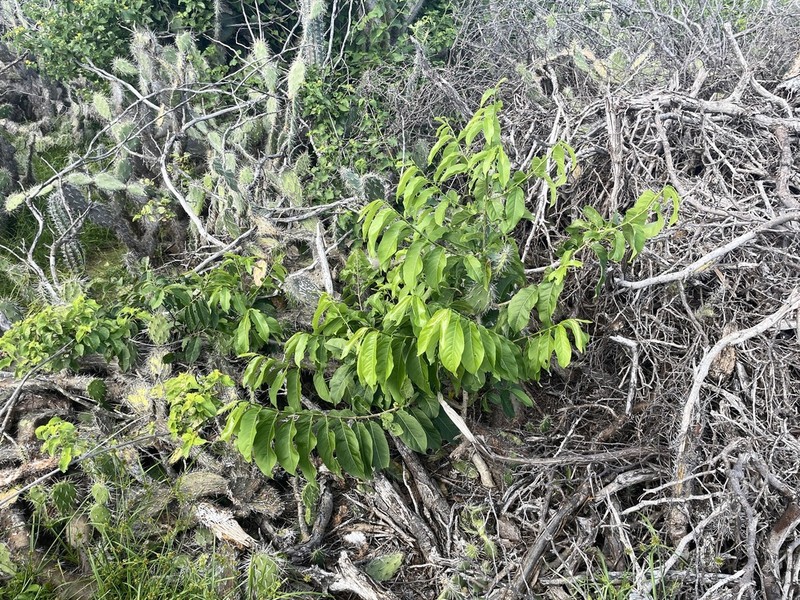Casearia tremula photo 3