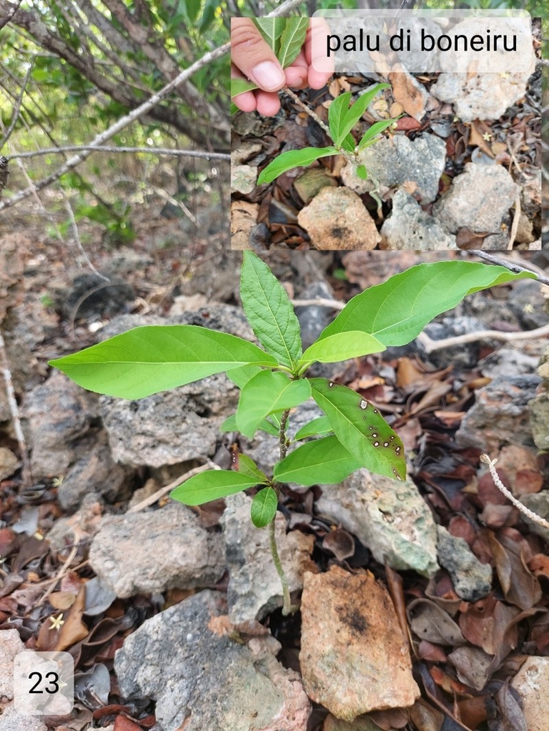 Casearia tremula photo 4