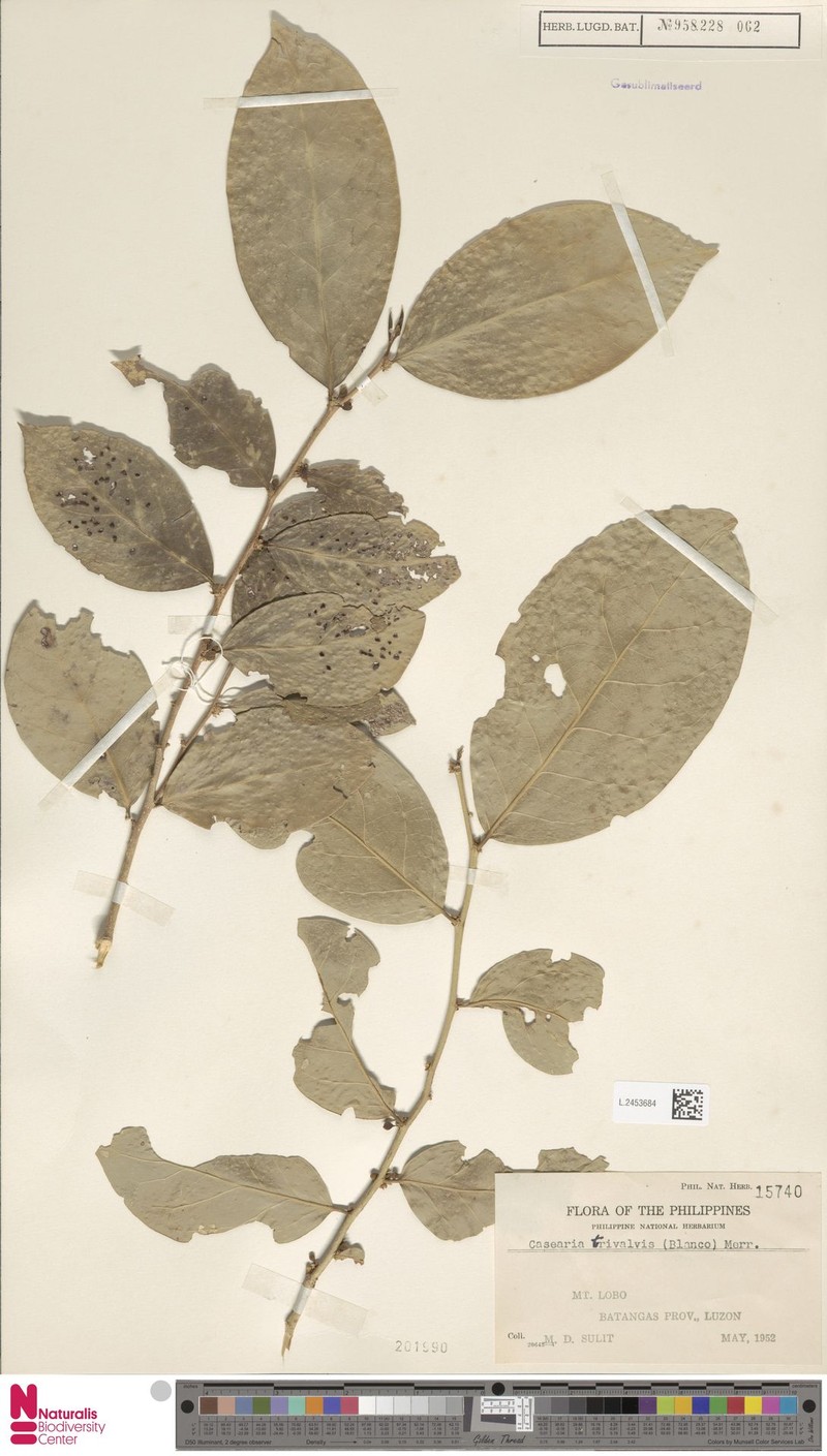Casearia trivalvis