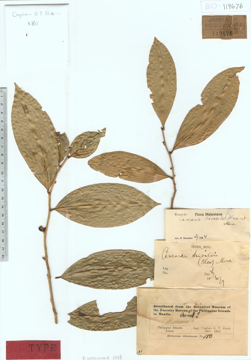 Casearia trivalvis photo 2
