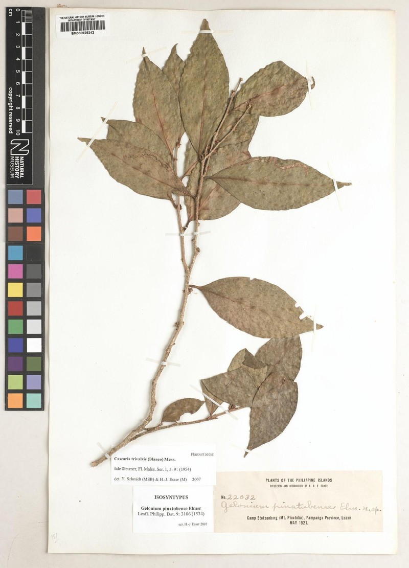 Casearia trivalvis photo 3