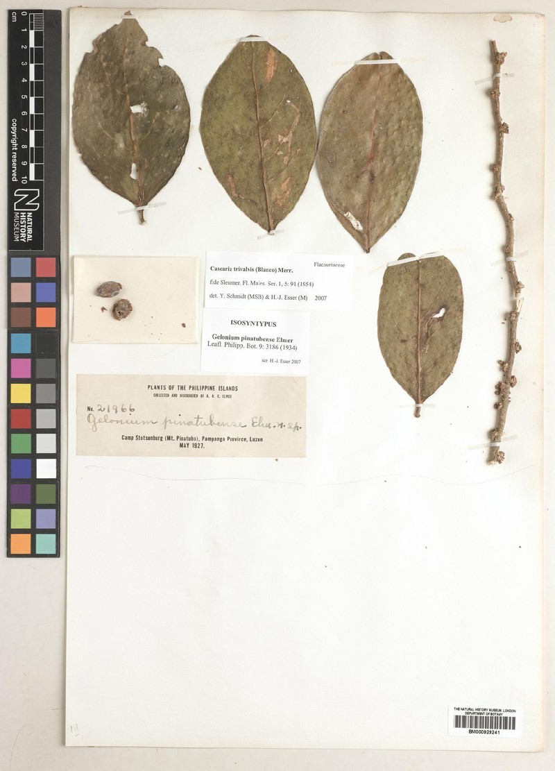 Casearia trivalvis photo 4