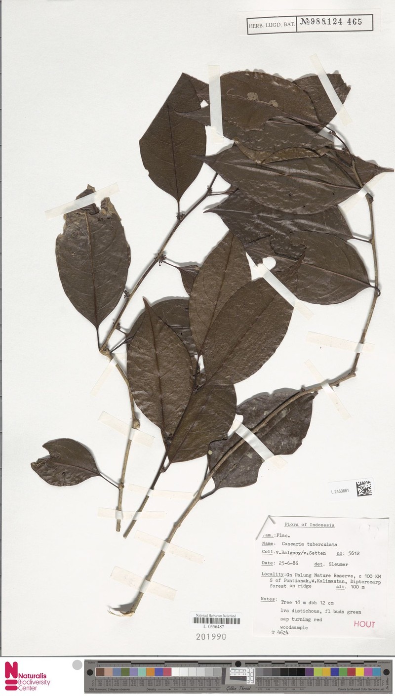 Casearia tuberculata