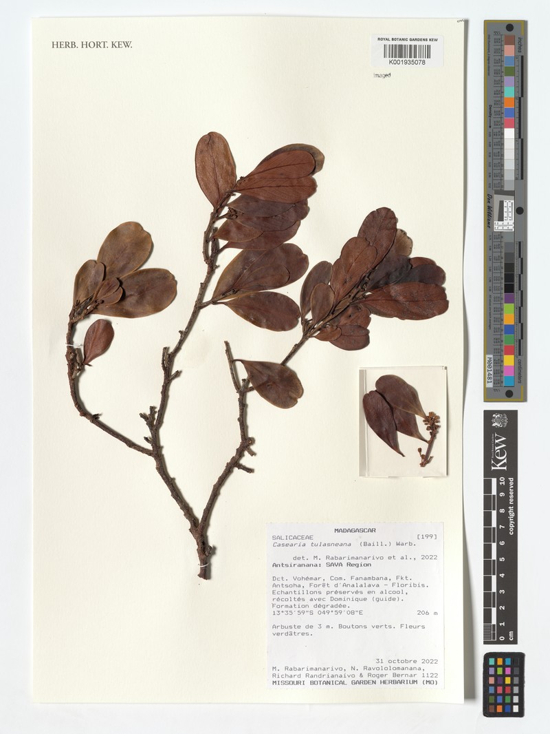 Casearia tulasneana