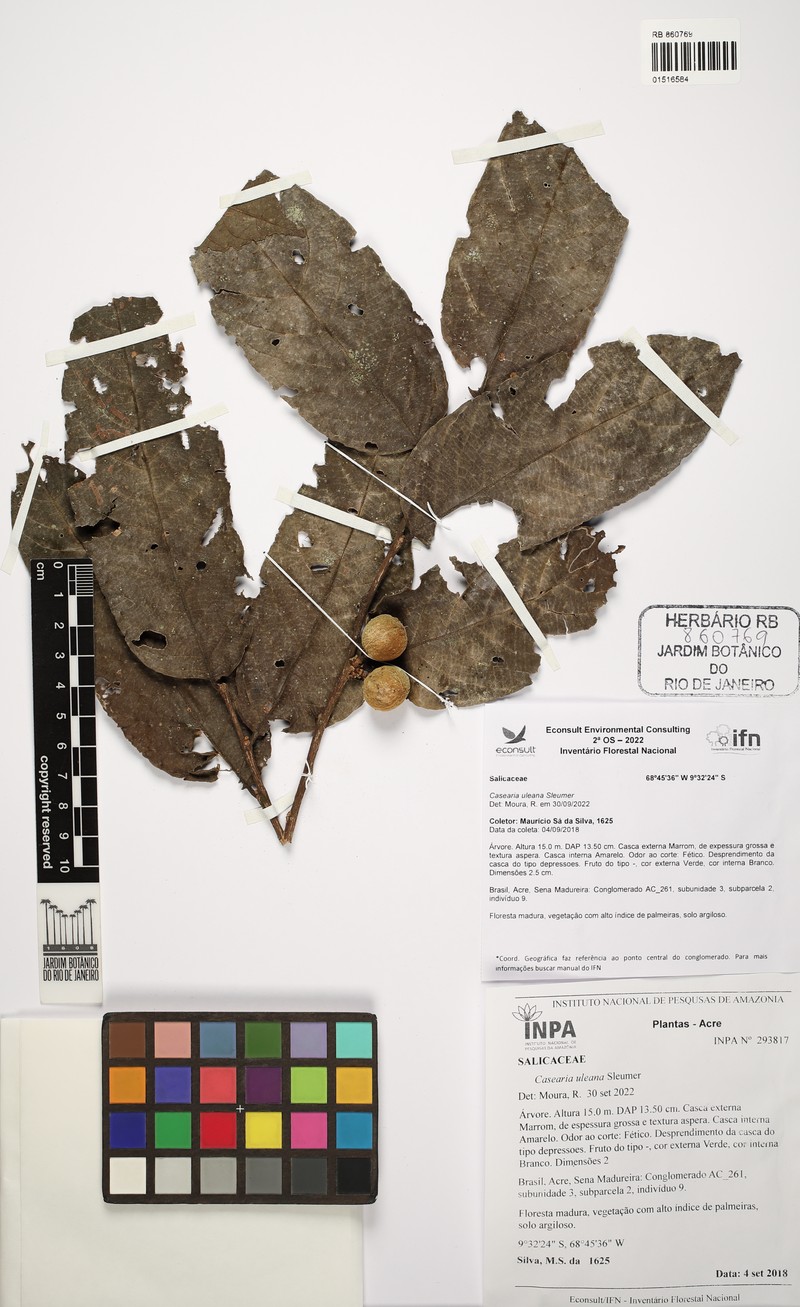 Casearia uleana