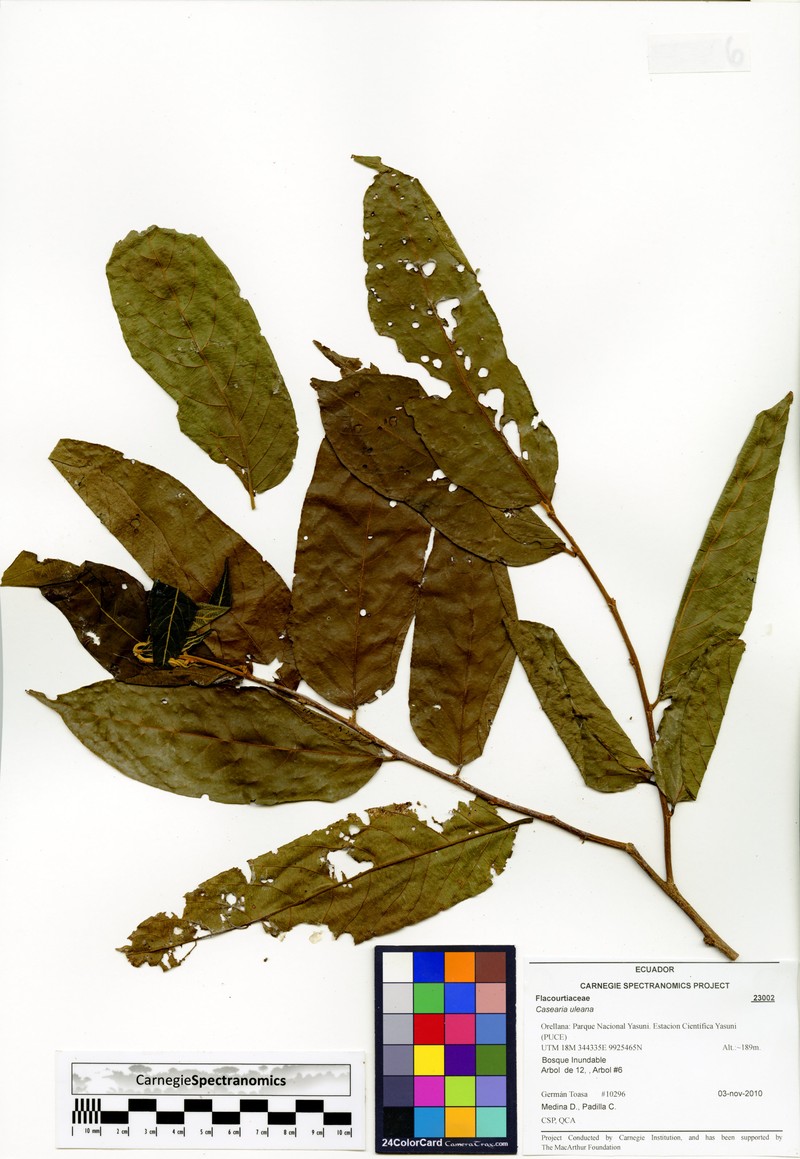 Casearia uleana photo 2