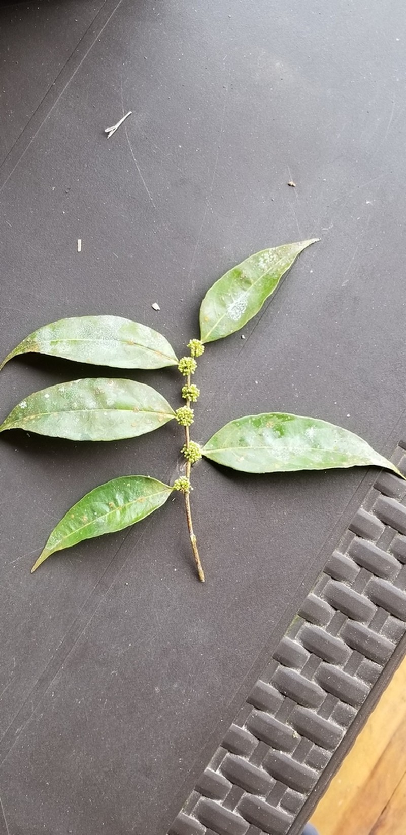 Casearia ulmifolia