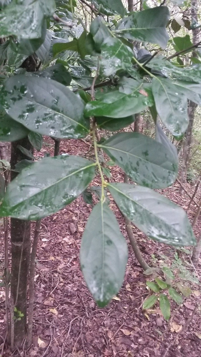 Casearia ulmifolia photo 2