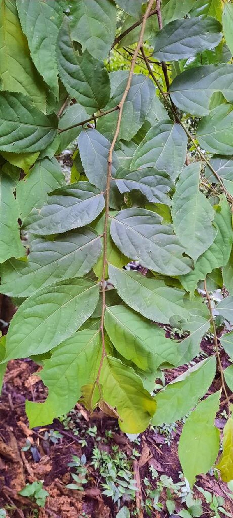 Casearia ulmifolia photo 4
