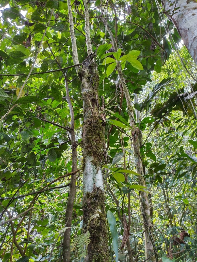 Casearia ulmifolia photo 5