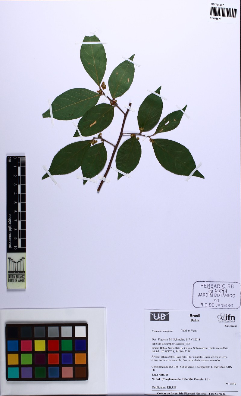 Casearia ulmifolia photo 8