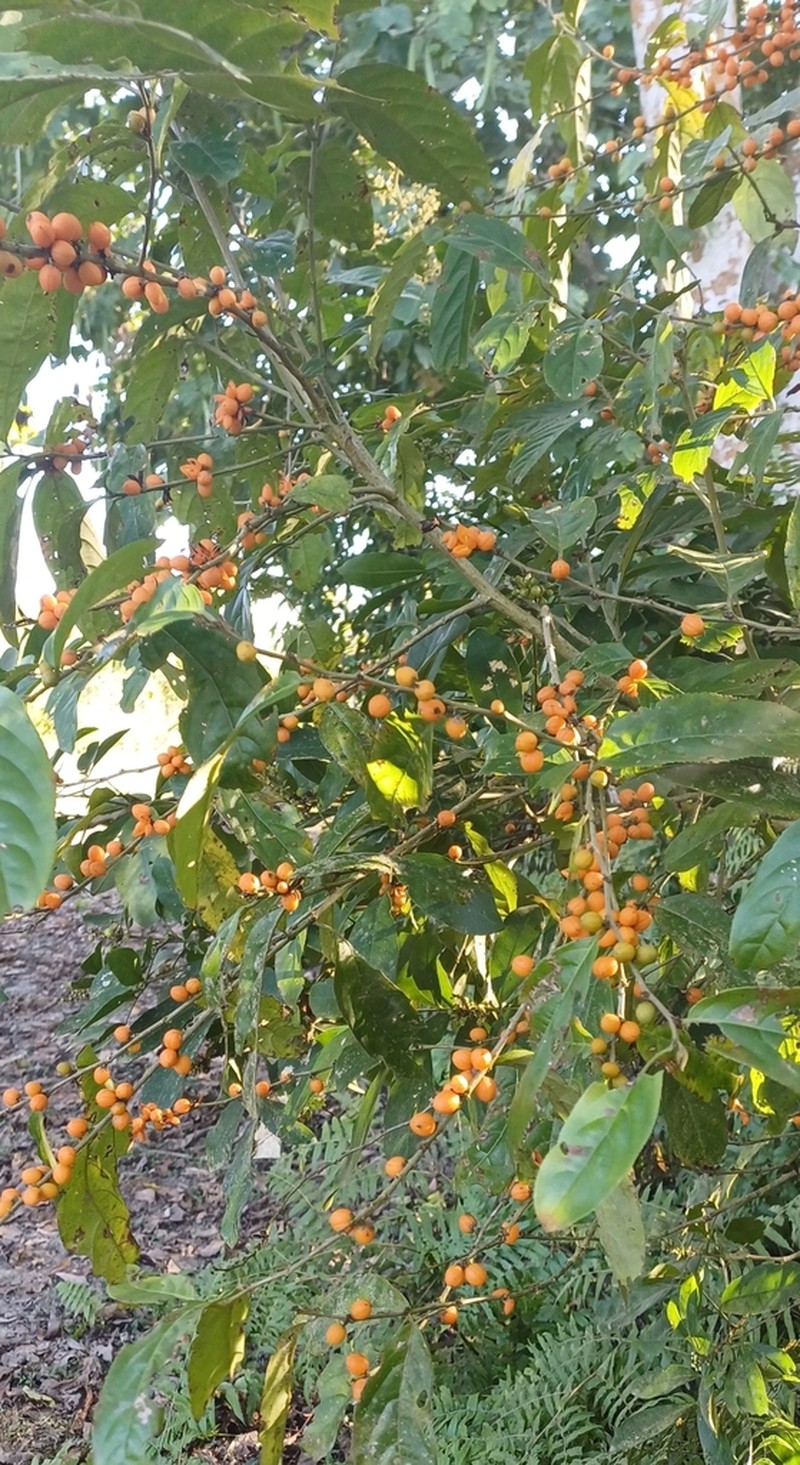 Casearia vareca