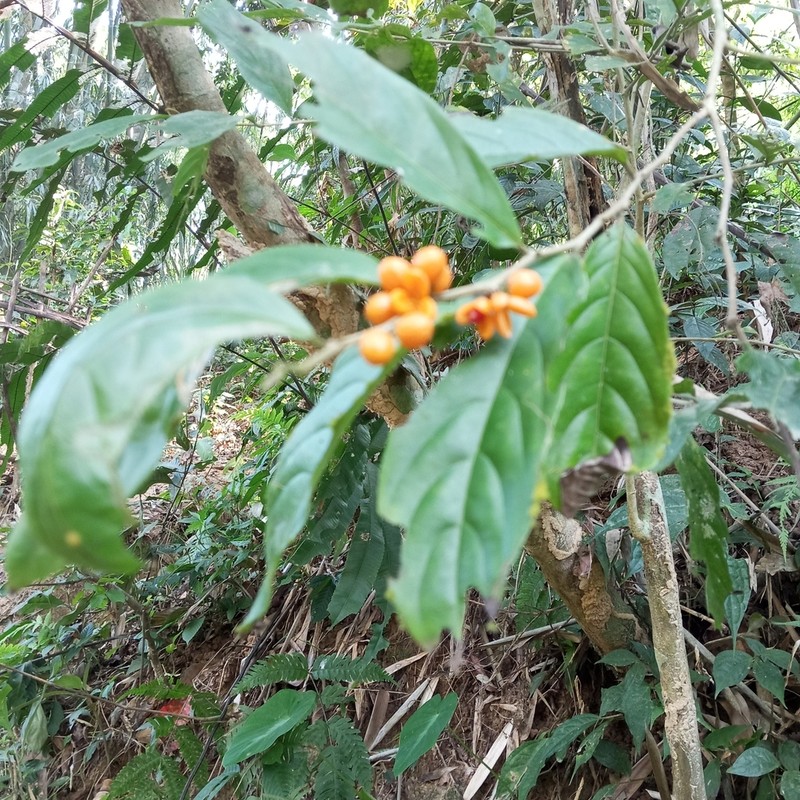 Casearia vareca photo 2