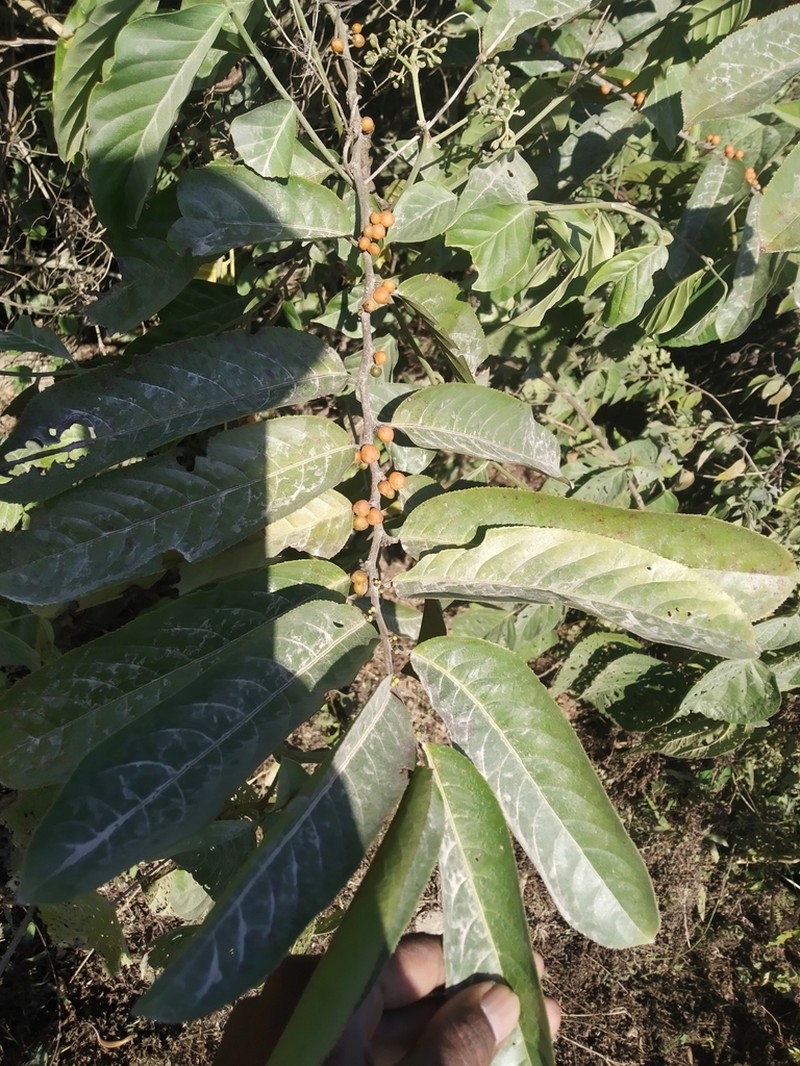 Casearia vareca photo 3