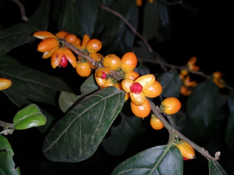 Casearia velutina