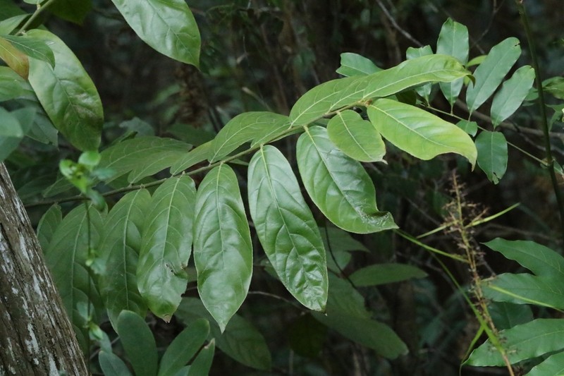 Casearia velutina photo 3