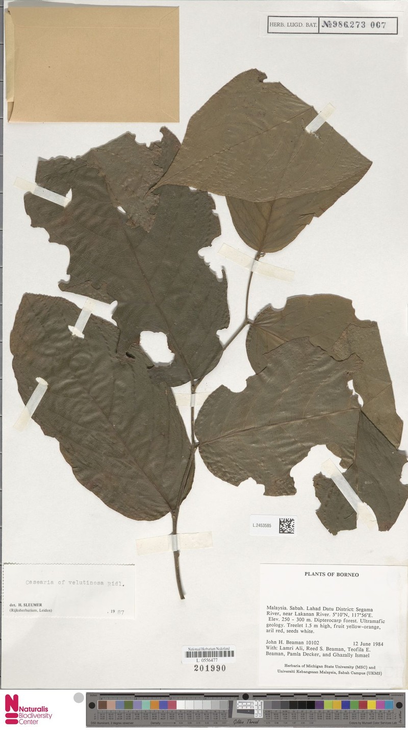 Casearia velutinosa