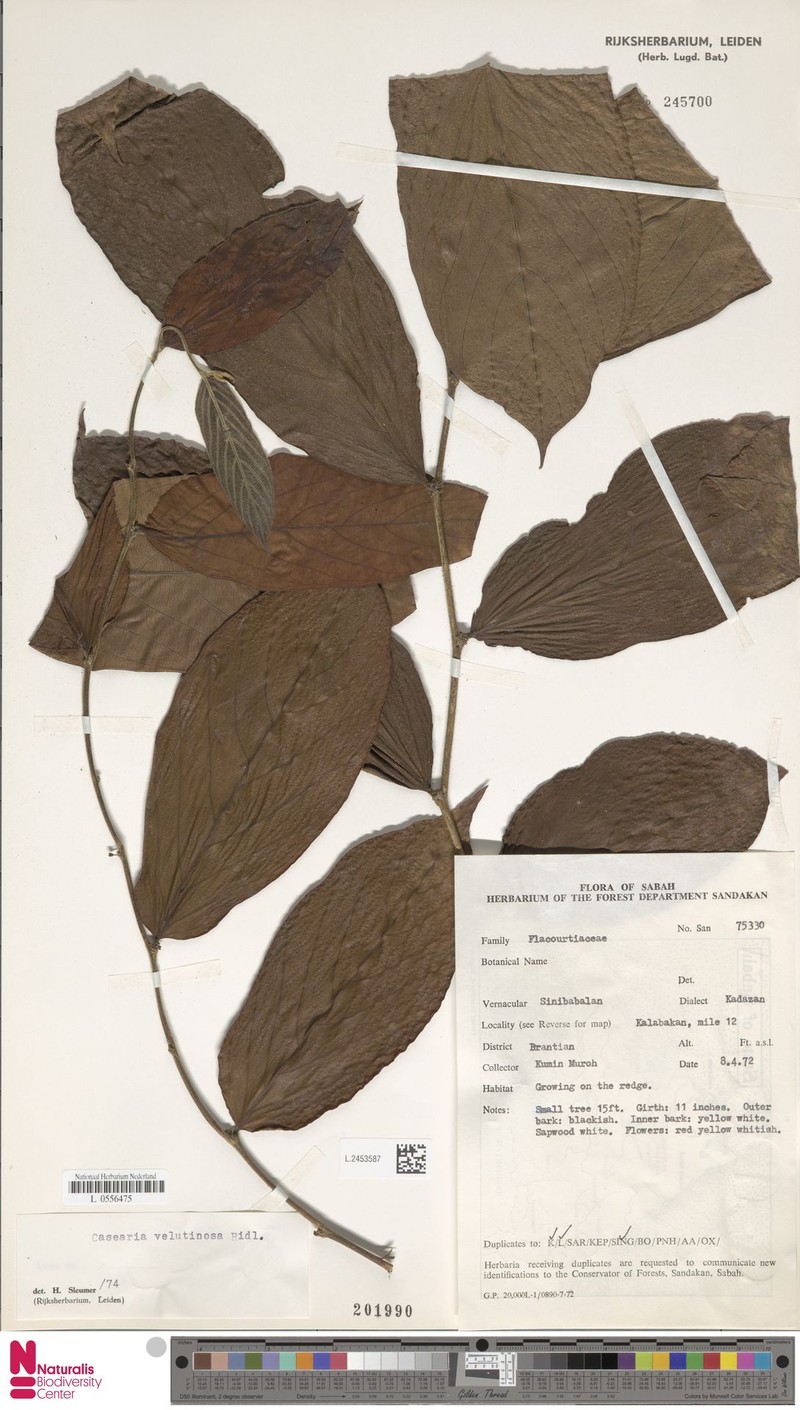 Casearia velutinosa photo 2