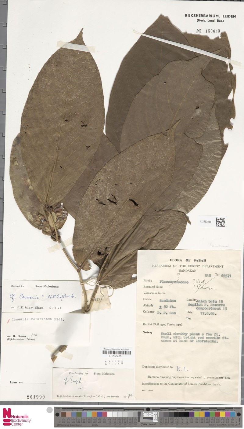 Casearia velutinosa photo 3