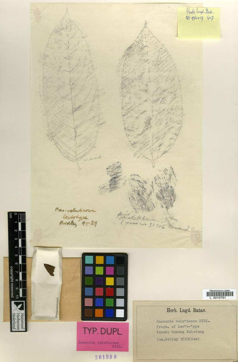 Casearia velutinosa photo 4