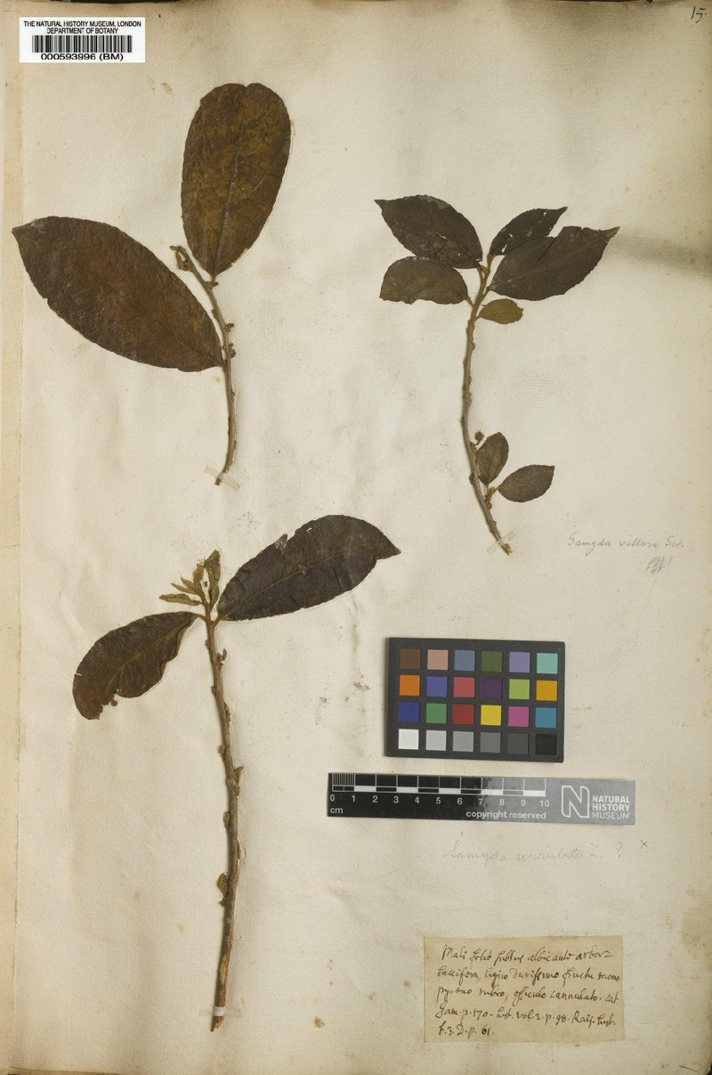 Casearia villosa