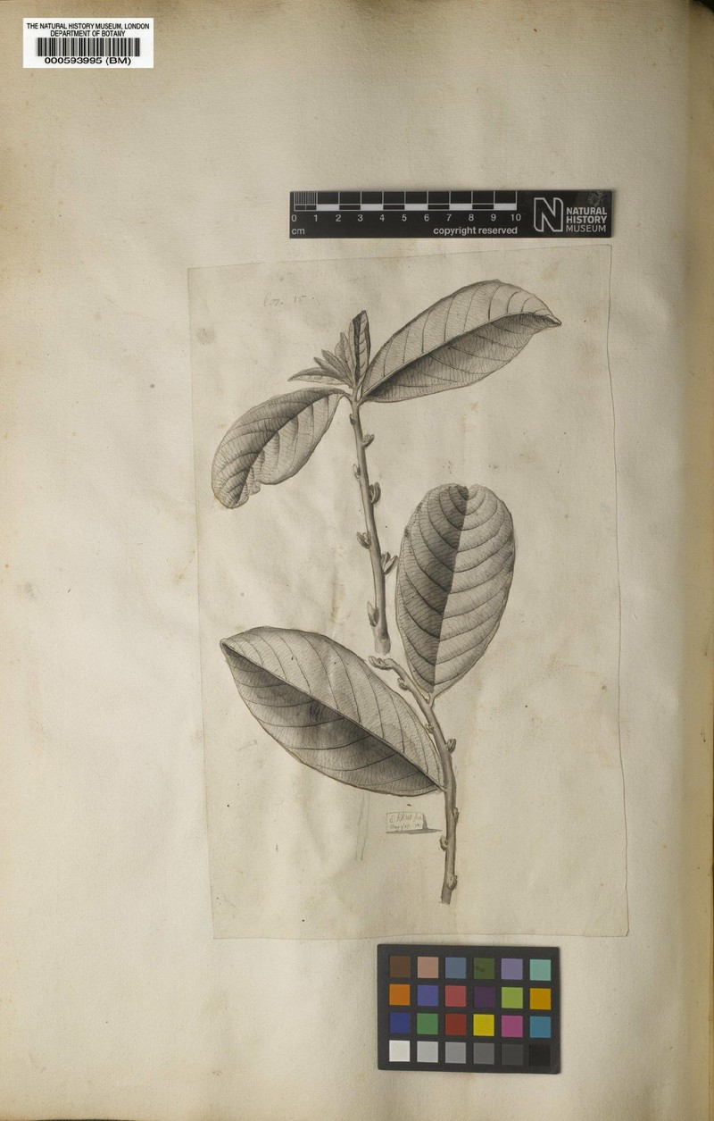 Casearia villosa photo 2