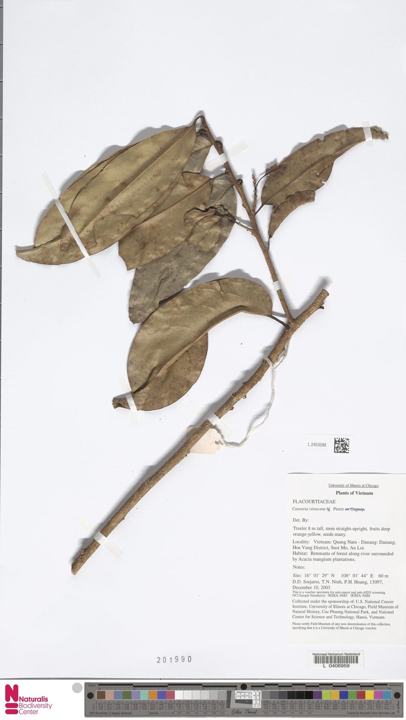 Casearia virescens