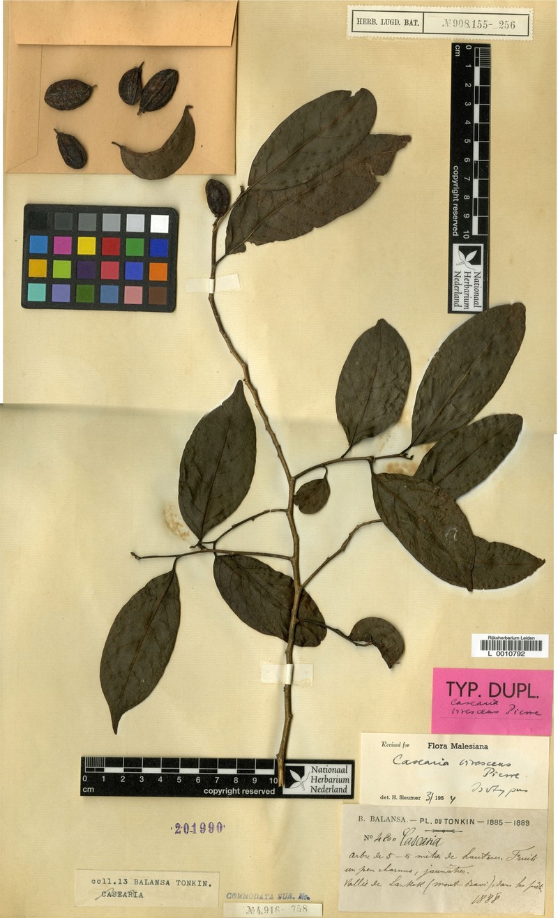 Casearia virescens photo 2