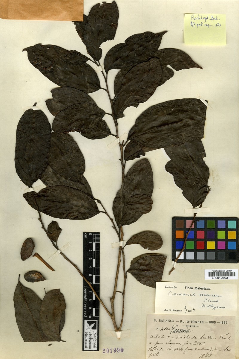 Casearia virescens photo 3
