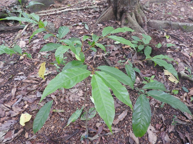 Casearia wynadensis