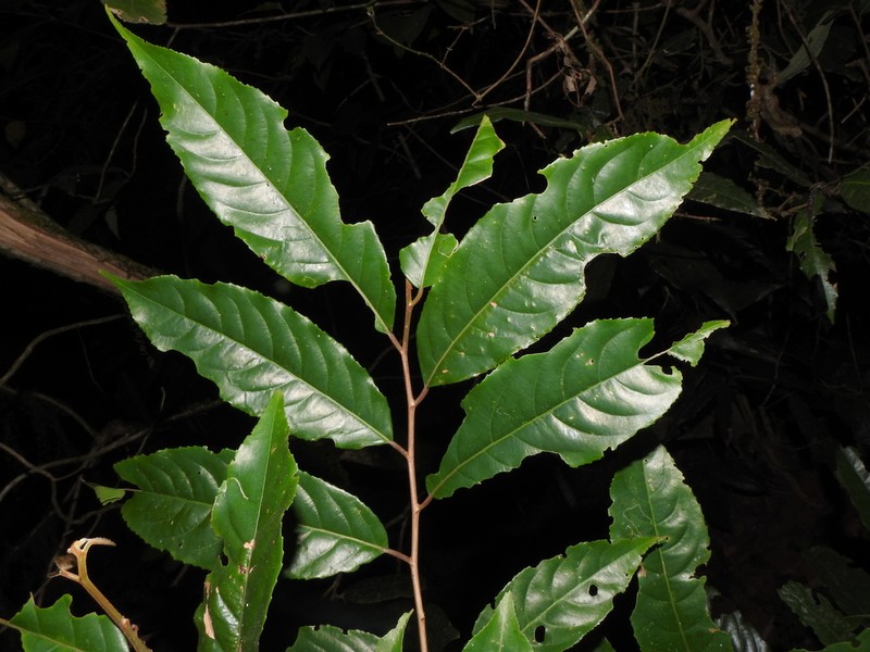 Casearia wynadensis photo 2