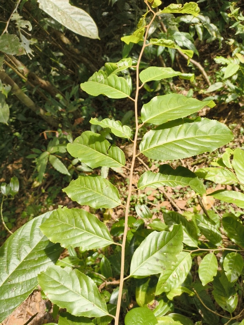 Casearia wynadensis photo 4