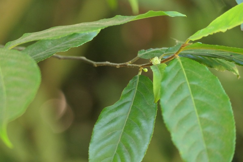 Casearia wynadensis photo 6