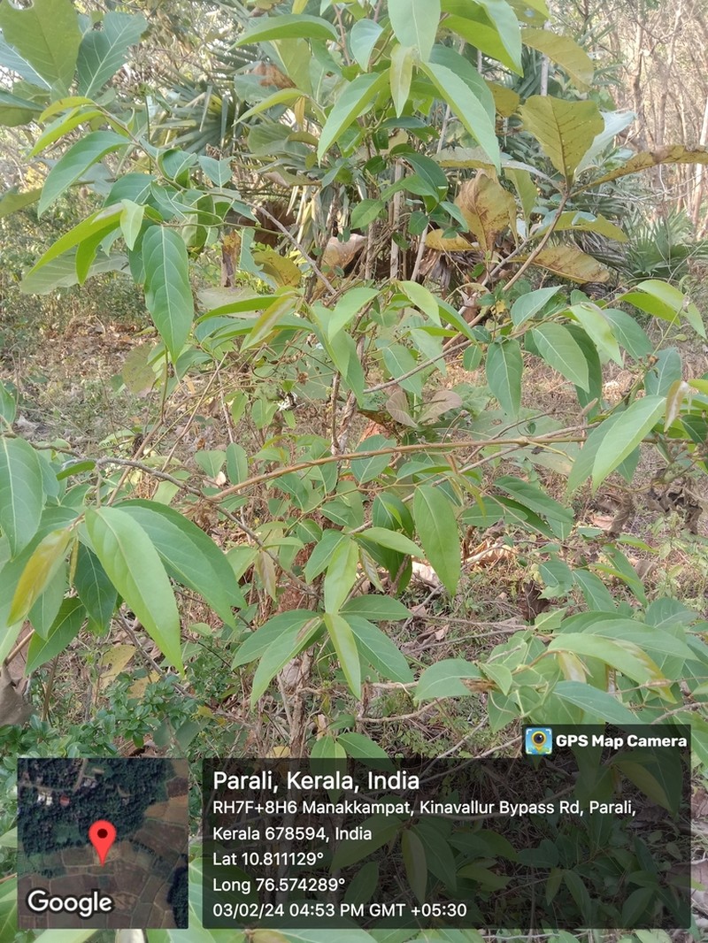 Casearia wynadensis photo 7