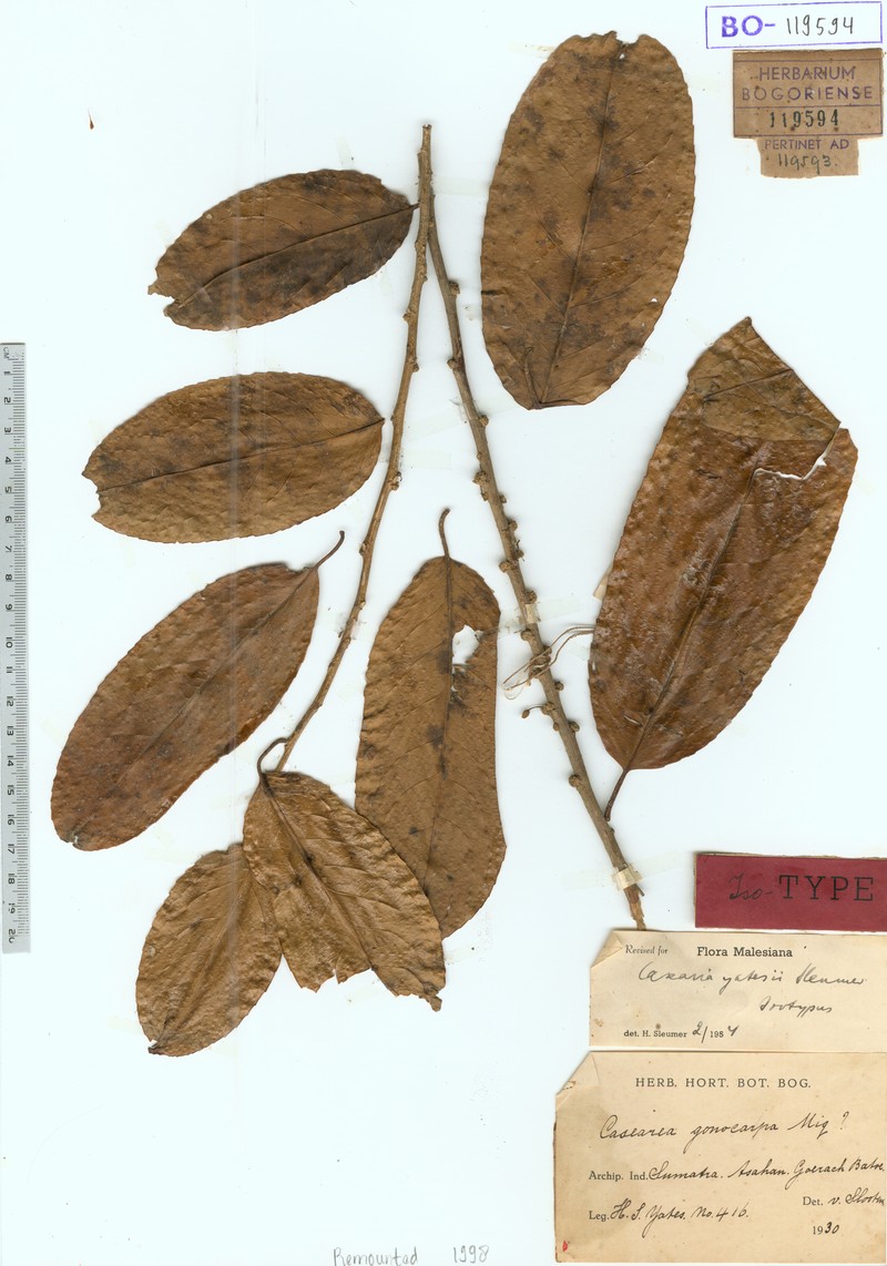 Casearia yatesii
