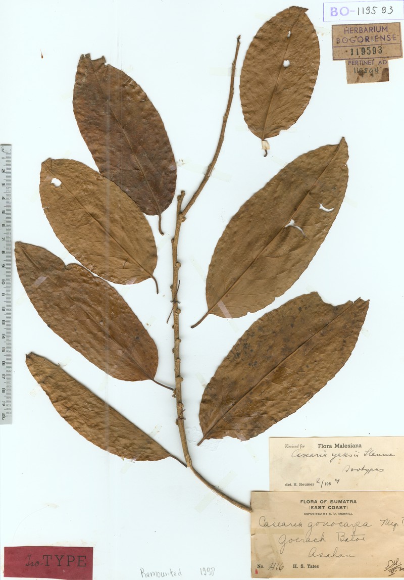 Casearia yatesii photo 2