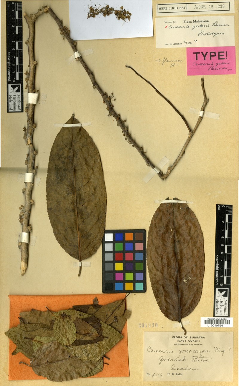 Casearia yatesii photo 3