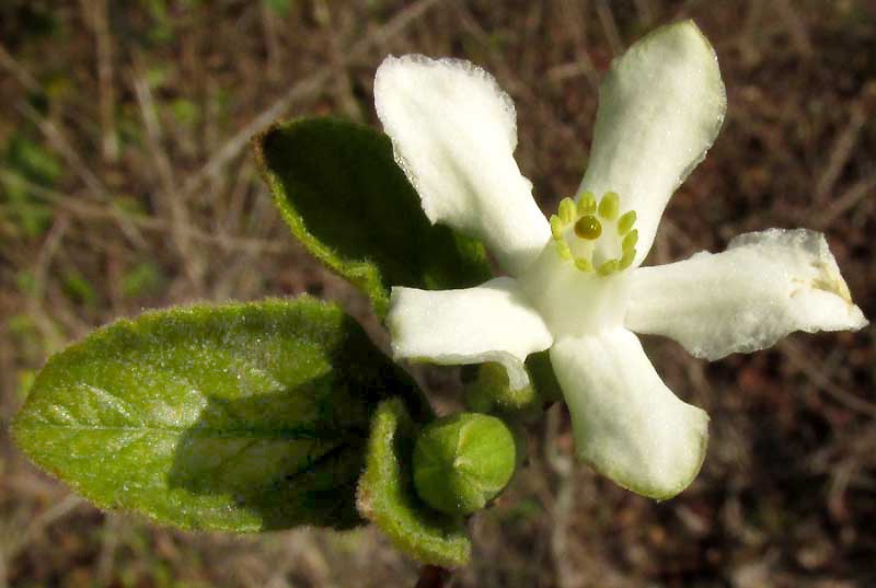 Casearia yucatanensis