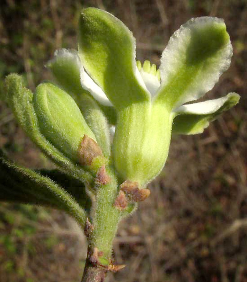Casearia yucatanensis photo 2