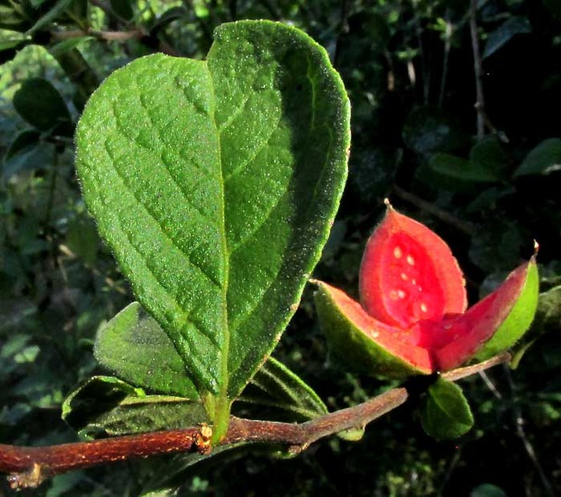 Casearia yucatanensis photo 3